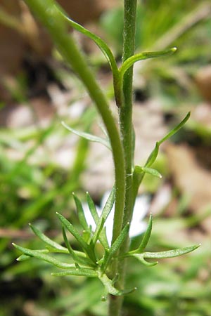 Ranunculus paludosus \ Kerbel-Hahnenfu�, T&uuml;mpel-Hahnenfu� / Fan-Leaved Buttercup, Jersey Buttercup, GR Peloponnes, Strofylia-Wald bei Metochi-Kalogria / Peloponnese, Strofylia Forest near Metochi-Kalogria 27.3.2013
