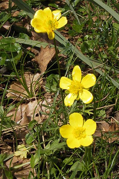 Ranunculus paludosus \ Kerbel-Hahnenfu�, T&uuml;mpel-Hahnenfu� / Fan-Leaved Buttercup, Jersey Buttercup, GR Peloponnes, Strofylia-Wald bei Metochi-Kalogria / Peloponnese, Strofylia Forest near Metochi-Kalogria 27.3.2013