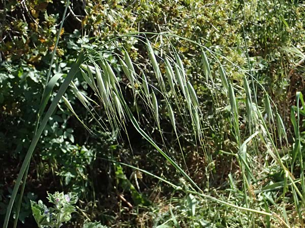 Avena sterilis \ Wild-Hafer, Tauber Hafer / Animated Oat, Winter Wild Oat, GR Hymettos 11.4.2024