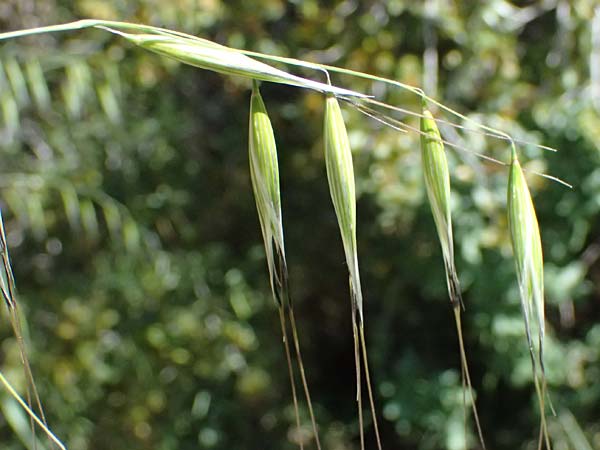 Avena sterilis \ Wild-Hafer, Tauber Hafer / Animated Oat, Winter Wild Oat, GR Hymettos 11.4.2024