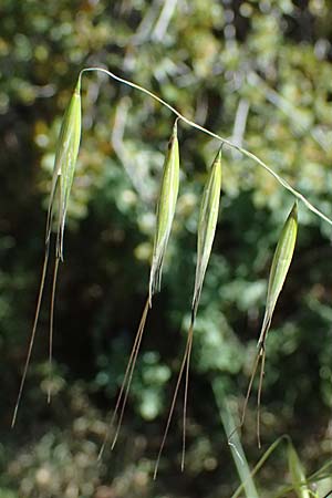 Avena sterilis \ Wild-Hafer, Tauber Hafer / Animated Oat, Winter Wild Oat, GR Hymettos 11.4.2024