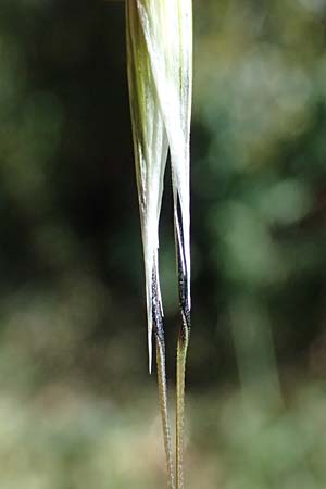Avena sterilis \ Wild-Hafer, Tauber Hafer / Animated Oat, Winter Wild Oat, GR Hymettos 11.4.2024