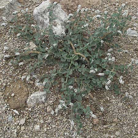 Heliotropium hirsutissimum \ Behaarte Sonnenwende / Hairy Turn-Sole, GR Mykene 3.9.2007