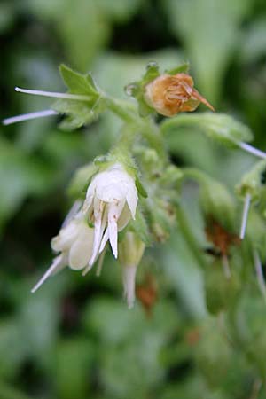 Symphytum ottomanum \ Ottomanen-Beinwell / Ottoman Comfrey, GR Zagoria, Monodendri 15.5.2008