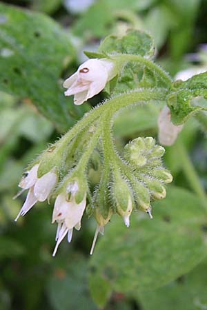 Symphytum ottomanum \ Ottomanen-Beinwell / Ottoman Comfrey, GR Zagoria, Monodendri 15.5.2008