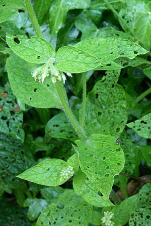 Symphytum ottomanum \ Ottomanen-Beinwell / Ottoman Comfrey, GR Zagoria, Monodendri 15.5.2008
