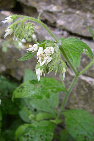 Symphytum ottomanum \ Ottomanen-Beinwell / Ottoman Comfrey, GR Zagoria, Monodendri 15.5.2008