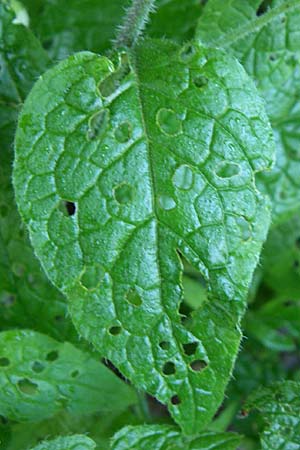 Symphytum ottomanum \ Ottomanen-Beinwell / Ottoman Comfrey, GR Zagoria, Monodendri 15.5.2008