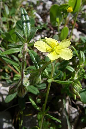 Helianthemum salicifolium \ Weidenbl&auml;ttriges Sonnenr�schen / Willowleaf Rock-Rose, GR Zagoria, Mikro Papingko 17.5.2008