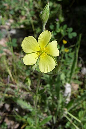 Helianthemum salicifolium \ Weidenbl&auml;ttriges Sonnenr�schen / Willowleaf Rock-Rose, GR Zagoria, Mikro Papingko 17.5.2008