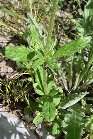 Helianthemum salicifolium \ Weidenbl&auml;ttriges Sonnenr�schen / Willowleaf Rock-Rose, GR Zagoria, Mikro Papingko 17.5.2008