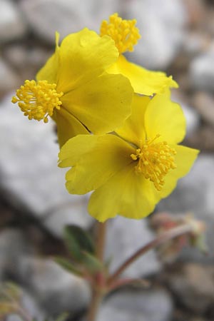 Helianthemum hymettium \ Hymettos-Sonnenr�schen / Hymettos Rock-Rose, GR Peloponnes, Kremasti 31.3.2013