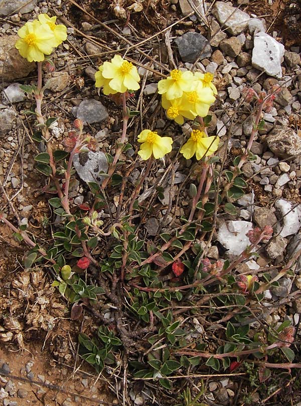 Helianthemum hymettium \ Hymettos-Sonnenr�schen / Hymettos Rock-Rose, GR Peloponnes, Kremasti 31.3.2013