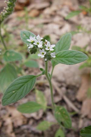 Heliotropium europaeum \ Europische Sonnenwende / European Turn-Sole, GR Euboea (Evia), Kalianou 29.8.2014