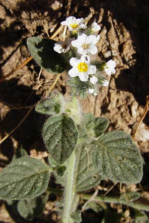 Heliotropium hirsutissimum \ Behaarte Sonnenwende / Hairy Turn-Sole, GR Euboea (Evia), Karistos 30.8.2014