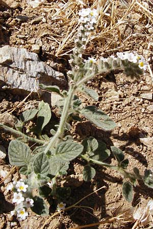 Heliotropium hirsutissimum \ Behaarte Sonnenwende / Hairy Turn-Sole, GR Euboea (Evia), Karistos 30.8.2014