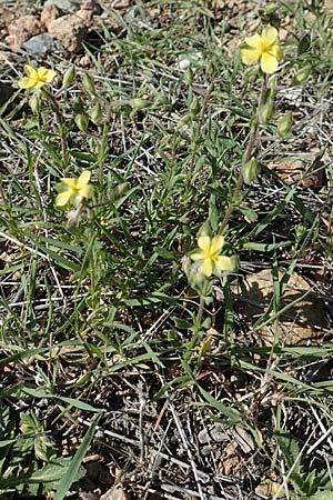 Helianthemum salicifolium \ Weidenbl&auml;ttriges Sonnenr�schen / Willowleaf Rock-Rose, GR Hymettos 23.3.2019