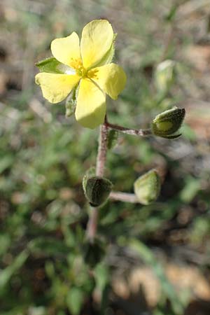 Helianthemum salicifolium \ Weidenbl&auml;ttriges Sonnenr�schen / Willowleaf Rock-Rose, GR Hymettos 23.3.2019
