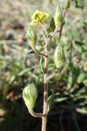 Helianthemum salicifolium \ Weidenbl&auml;ttriges Sonnenr�schen / Willowleaf Rock-Rose, GR Hymettos 23.3.2019