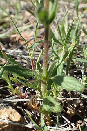 Helianthemum salicifolium \ Weidenbl&auml;ttriges Sonnenr�schen / Willowleaf Rock-Rose, GR Hymettos 23.3.2019