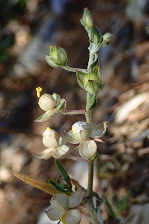 Helianthemum salicifolium \ Weidenbl&auml;ttriges Sonnenr�schen / Willowleaf Rock-Rose, GR Hymettos 11.4.2024