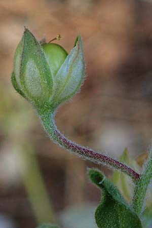 Helianthemum salicifolium \ Weidenbl&auml;ttriges Sonnenr�schen / Willowleaf Rock-Rose, GR Hymettos 11.4.2024