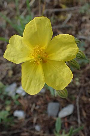 Helianthemum nummularium \ Kleinblttriges Sonnenrschen / Common Rock-Rose, GR Peloponnes, Saitas 19.5.2024