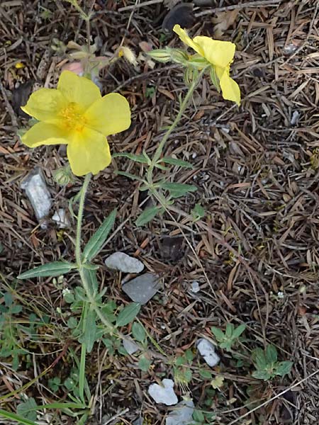 Helianthemum nummularium \ Kleinblttriges Sonnenrschen / Common Rock-Rose, GR Peloponnes, Saitas 19.5.2024