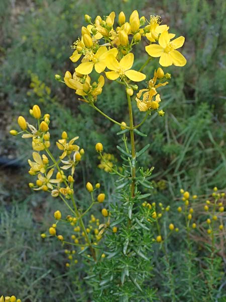 Hypericum empetrifolium \ Kr&auml;henbeerenbl&auml;ttriges Johanniskraut / Crowberry-Leaved St. John's-Wort, GR Peloponnes, Mt. Kyllini, Evrostina 19.5.2024