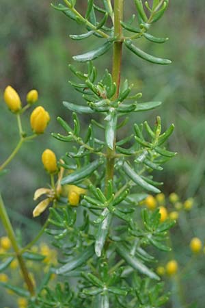 Hypericum empetrifolium \ Kr&auml;henbeerenbl&auml;ttriges Johanniskraut / Crowberry-Leaved St. John's-Wort, GR Peloponnes, Mt. Kyllini, Evrostina 19.5.2024