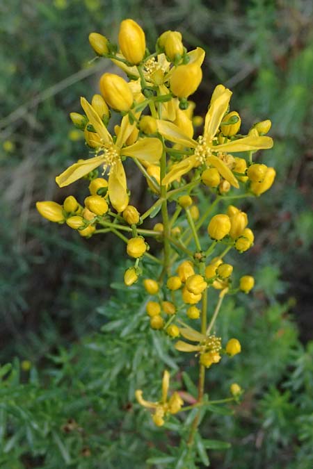 Hypericum empetrifolium \ Kr&auml;henbeerenbl&auml;ttriges Johanniskraut / Crowberry-Leaved St. John's-Wort, GR Peloponnes, Mt. Kyllini, Evrostina 19.5.2024