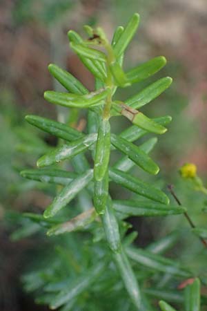 Hypericum empetrifolium \ Kr&auml;henbeerenbl&auml;ttriges Johanniskraut / Crowberry-Leaved St. John's-Wort, GR Peloponnes, Mt. Kyllini, Evrostina 19.5.2024