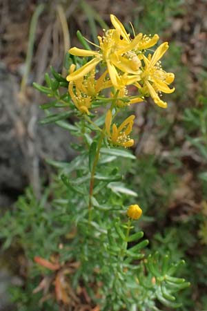 Hypericum empetrifolium \ Kr&auml;henbeerenbl&auml;ttriges Johanniskraut / Crowberry-Leaved St. John's-Wort, GR Peloponnes, Kalavryta 20.5.2024