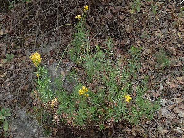 Hypericum empetrifolium \ Kr&auml;henbeerenbl&auml;ttriges Johanniskraut / Crowberry-Leaved St. John's-Wort, GR Peloponnes, Kalavryta 20.5.2024