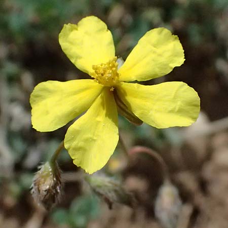 Helianthemum oelandicum \ land-Sonnenrschen / Oland Rock-Rose, GR Peloponnes, Mt. Kyllini, Ziria 21.5.2024