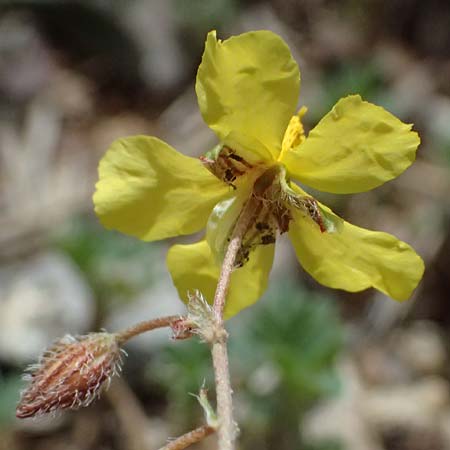 Helianthemum oelandicum \ land-Sonnenrschen / Oland Rock-Rose, GR Peloponnes, Mt. Kyllini, Ziria 21.5.2024