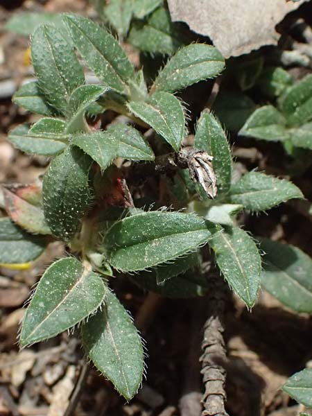 Helianthemum oelandicum \ land-Sonnenrschen / Oland Rock-Rose, GR Peloponnes, Mt. Kyllini, Ziria 21.5.2024