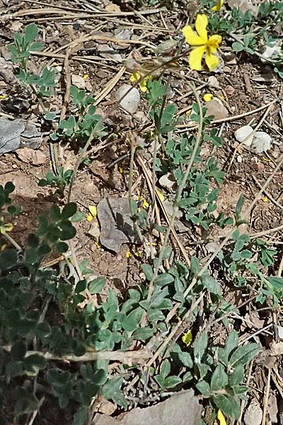 Helianthemum oelandicum \ land-Sonnenrschen / Oland Rock-Rose, GR Peloponnes, Mt. Kyllini, Ziria 21.5.2024