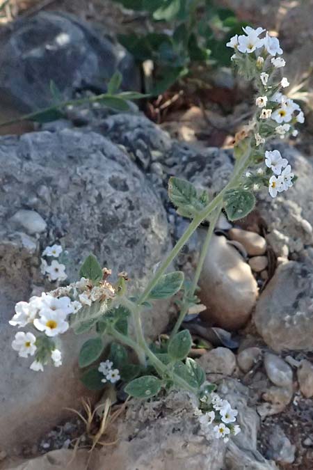 Heliotropium hirsutissimum \ Behaarte Sonnenwende / Hairy Turn-Sole, GR Peloponnes, Stoupa 24.5.2024