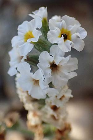 Heliotropium hirsutissimum \ Behaarte Sonnenwende / Hairy Turn-Sole, GR Peloponnes, Stoupa 24.5.2024