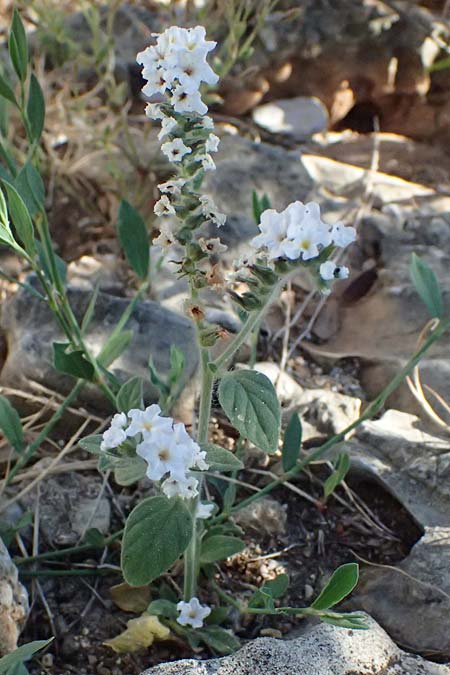 Heliotropium hirsutissimum \ Behaarte Sonnenwende / Hairy Turn-Sole, GR Peloponnes, Stoupa 24.5.2024