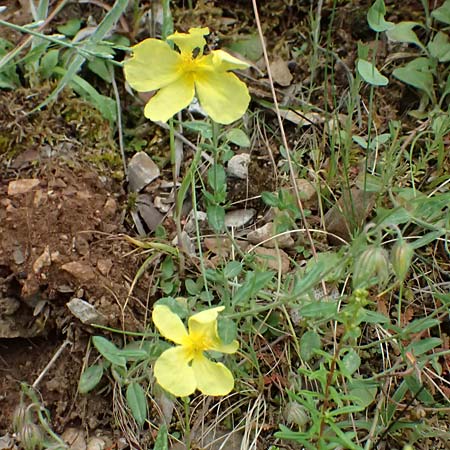 Helianthemum nummularium \ Kleinblttriges Sonnenrschen / Common Rock-Rose, GR Peloponnes, Taygetos 27.5.2024