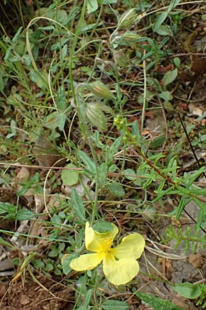 Helianthemum nummularium \ Kleinblttriges Sonnenrschen / Common Rock-Rose, GR Peloponnes, Taygetos 27.5.2024