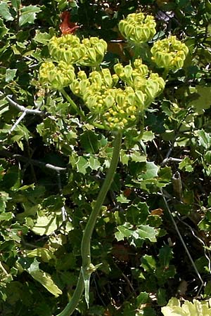 Heptaptera colladonioides \ Colladonia-&Auml;hnliche Heptaptera / Colladonia-Like Cachrys, GR Kastraki 20.5.2017 (Photo: Gisela Nikolopoulou)