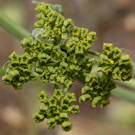 Heptaptera colladonioides \ Colladonia-&Auml;hnliche Heptaptera / Colladonia-Like Cachrys, GR Kastraki 13.5.2017 (Photo: Gisela Nikolopoulou)