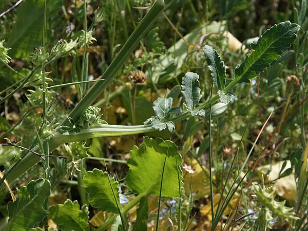 Heptaptera colladonioides \ Colladonia-&Auml;hnliche Heptaptera / Colladonia-Like Cachrys, GR Kastraki 1.5.2017 (Photo: Gisela Nikolopoulou)