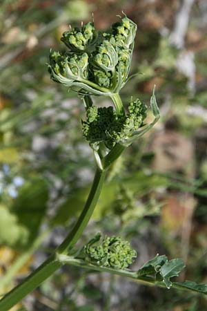 Heptaptera colladonioides \ Colladonia-&Auml;hnliche Heptaptera / Colladonia-Like Cachrys, GR Kastraki 1.5.2017 (Photo: Gisela Nikolopoulou)