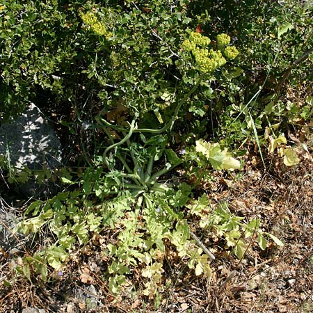 Heptaptera colladonioides \ Colladonia-&Auml;hnliche Heptaptera / Colladonia-Like Cachrys, GR Kastraki 20.5.2017 (Photo: Gisela Nikolopoulou)