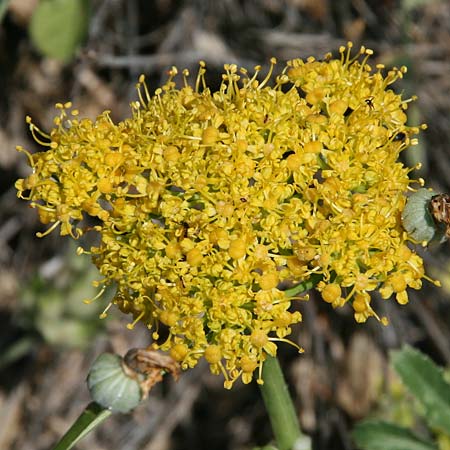 Heptaptera colladonioides \ Colladonia-&Auml;hnliche Heptaptera / Colladonia-Like Cachrys, GR Kastraki 20.5.2017 (Photo: Gisela Nikolopoulou)