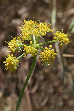 Heptaptera colladonioides \ Colladonia-&Auml;hnliche Heptaptera / Colladonia-Like Cachrys, GR Kastraki 20.5.2017 (Photo: Gisela Nikolopoulou)
